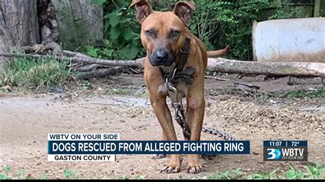 How Can You Tell A Dog Is Fighting A Ring