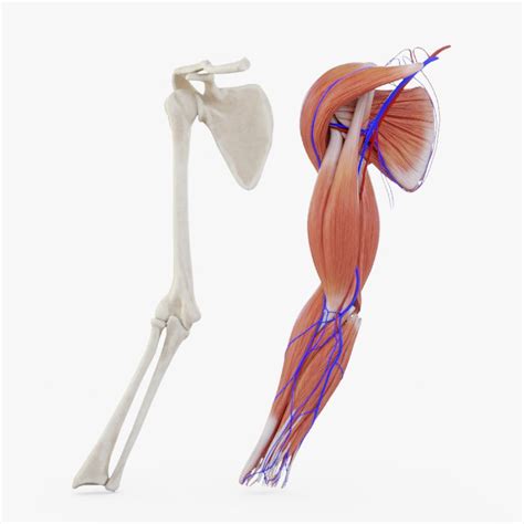 Pictures Of Muscles And Bones Vector Main Bones Muscles Upper Arm