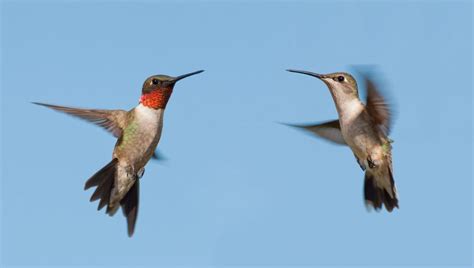 Hummingbirds North Carolina Everything You Need To Know