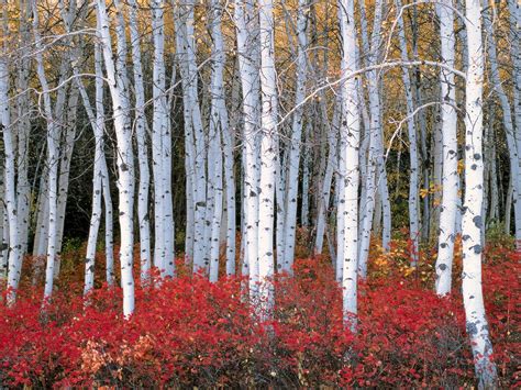 Trees Birch Nature Wallpaper Hd Nature 4k Wallpapers Images Photos