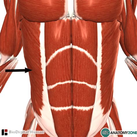 External Abdominal Oblique Muscle Anatomyzone