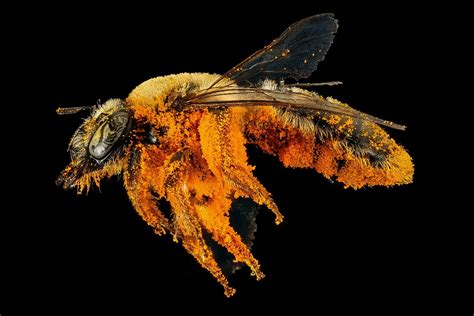 Why Do Bees Collect Pollen The Delightful Day Of A Bee