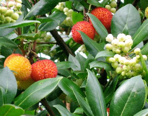 Will the blue jay and the redbird eat my pie before it can be? Seattle Garden Ideas: Strawberry Trees Forever