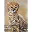 Adorable Baby Cheetah  Cheetahs Cute Animal Pictures Animals