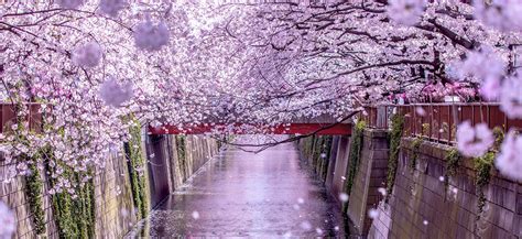 Here Are The Best Places To See Cherry Blossoms In Taiwan Kayak Sg