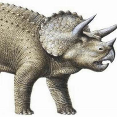Triceratops Curiosidade Tres Enrolacao Falaremos Herbivoro Vamos