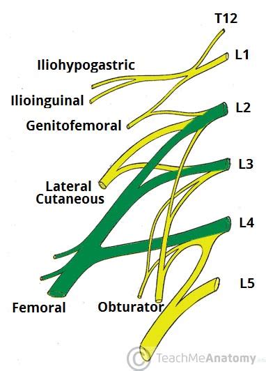 Anterior Femoral Nerve 7 Anatomical Landmarks For The Classical