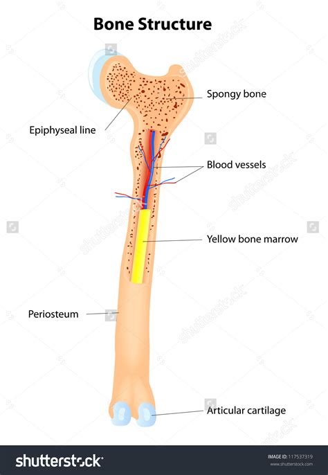 Contains blood vessels, nerves, & lymph vessels. Blank Diagram Of A Long Bone : Notes Ch 7 Skeleton - pwu-odwg6