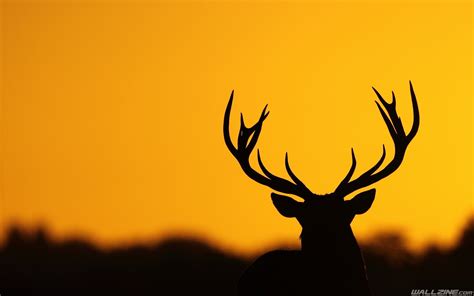 Deer Hunting Desktop Wallpaper Mister Wallpapers