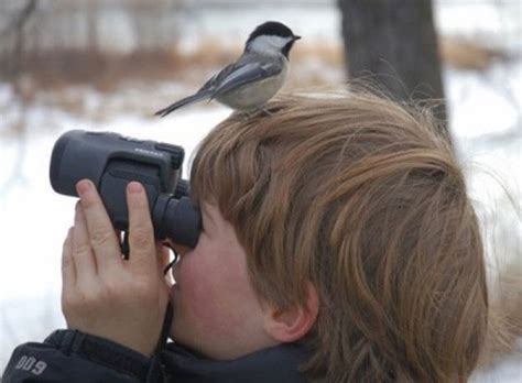 Bird Directory 5 Tips For Successful Bird Watching