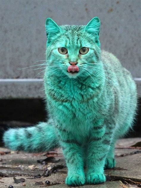 Turquoise Cat 美しい猫 子猫 狂った猫