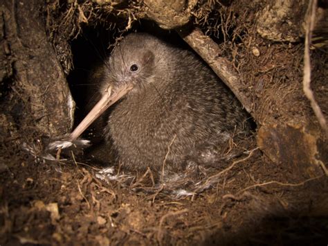 Little Spotted Kiwi New Zealand Birds Online