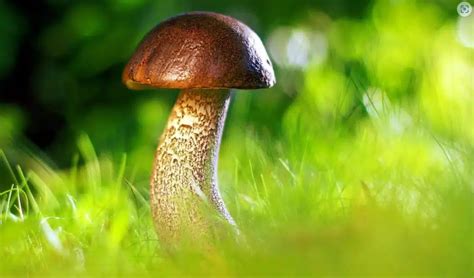 Gljive I Sve što Trebamo Znati O Njima Smrčak
