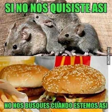 Memes De Ratas En Español Pintzap