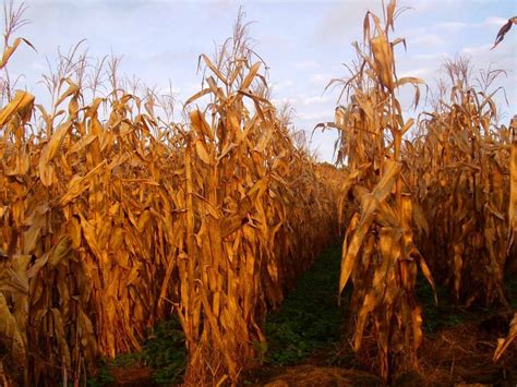 Corn Stalks 4 Seasons Vegie Farm