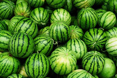 Male And Female Watermelon Differences And Features