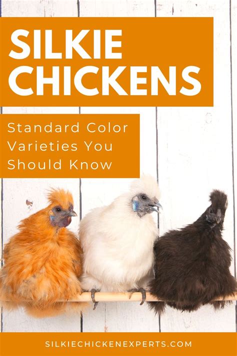 Three Chickens Sitting On Top Of A Wooden Shelf With The Words Silke Chickens Standard Color