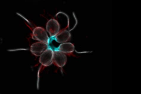 Let’s stick together. How did animals evolve from… | by eLife | Life’s