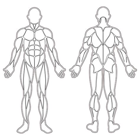 Premium Vector Human Body Muscles Silhouette