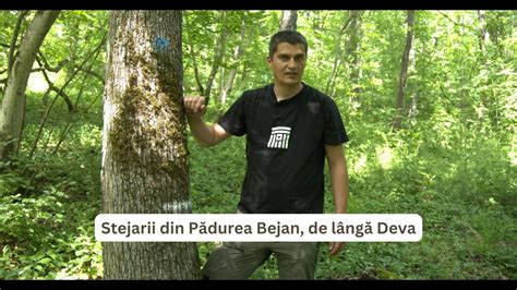 Stejarii Din Pădurea Bejan De Lângă Deva Youtube