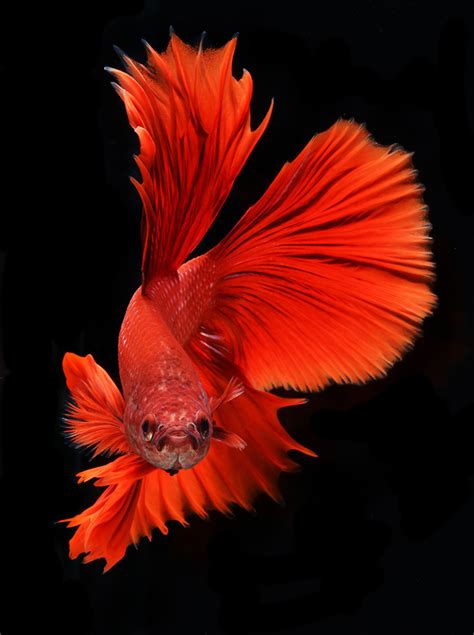 Photographer Captures Stunning Movements Of Siamese Fighting Fish