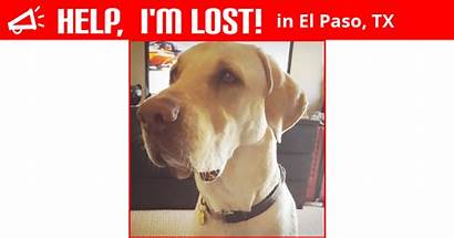 Paso El Dog Labrador