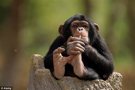 Sex Lives Of Chimpanzees Reveals When We Last Shared A Common Ancestor Daily Mail Online