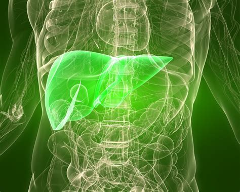 Can The Liver Heal Itself Fatty Liver Disease