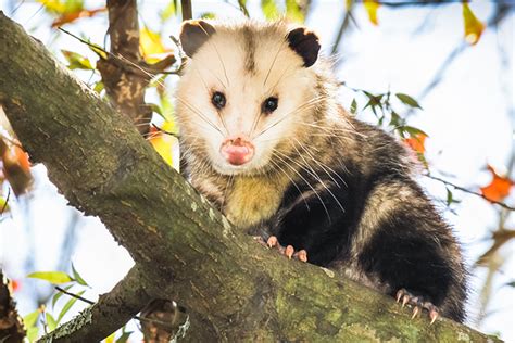 How To Get Rid Of Possums Remove These Pests In Your Home And Yard