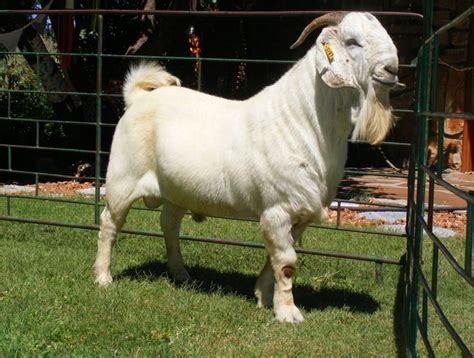 With that comes experience and passion for what we do. Savanna goat breed - The Namibian | Savanna goats, Goats ...