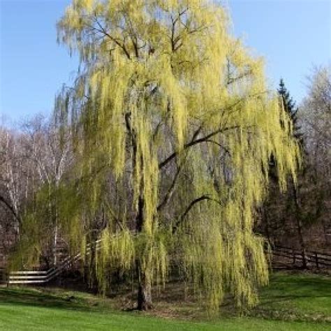 Starting A Weeping Willow Tree From A Cutting Thriftyfun