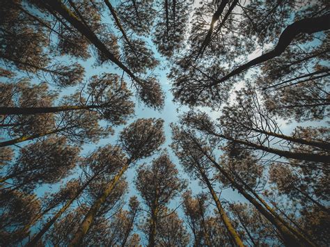 Low Angle Photography Of Brown Leaf Forest Trees At Daytime · Free