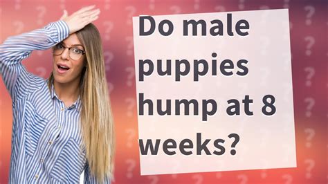 Do Male Puppies Hump At 8 Weeks Youtube