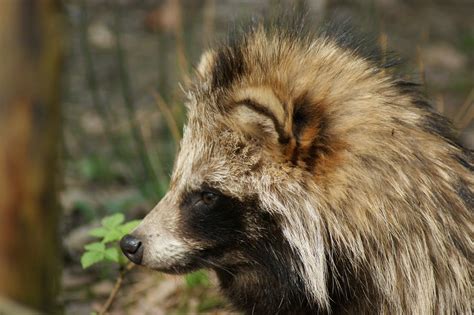 Raccoon Dogs What Are They And Why Do They Pose A Threat Pest Uk