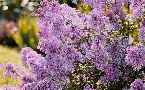 Buy Bloomerang Dwarf Purple Lilac Free Shipping Plants