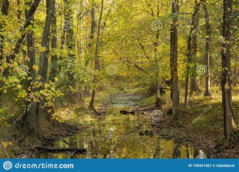 Stream In The Woods Surrounded By Yellow Fall Foliage Stock Image