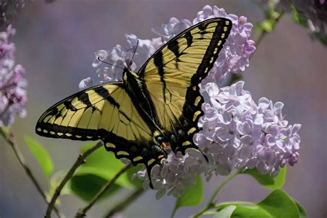 Eastern Tiger Swallowtail In Lilacs Photograph By Lucy Banks Fine Art