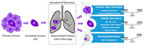 Regulation Of Metastatic Tumor Dormancy Encyclopedia Mdpi