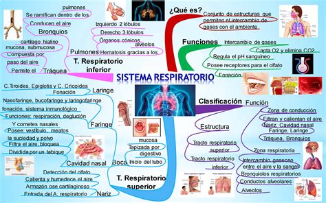 Mapa Mental Sobre El Sistema Respiratorio ¿qué Es Conjunto De