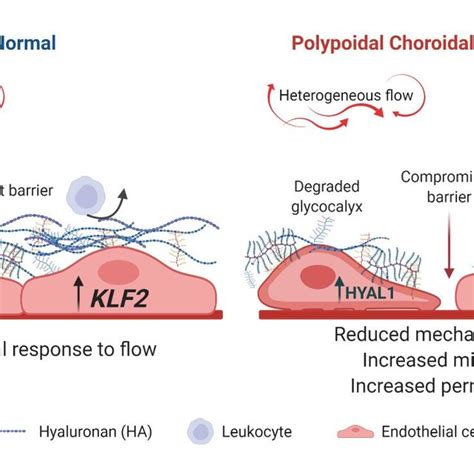 Increased Expression Of Hyaluronidase 1 Drives Endothelial Download Scientific Diagram