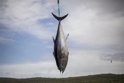 Wild Bluefin Tuna Returns to Southern Spain