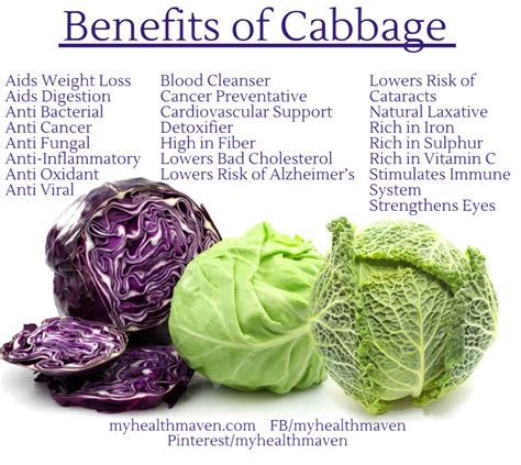 Cabbage Health Benefits Angel Vegetable