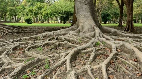 Top 10 Exposed Tree Roots Above The Ground
