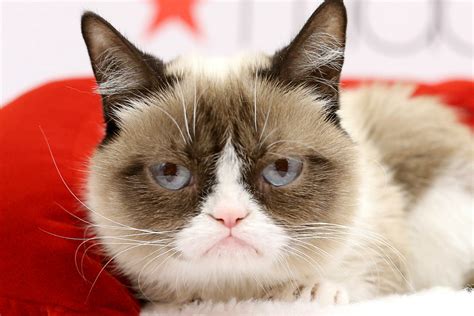 Rip Grumpy Cat — The Internets Most Famous Cat Has Died