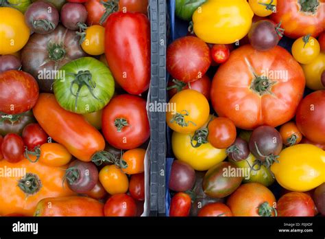 Solanum Lycopersicum Heirloom Tomato Varieties Stock Photo Alamy