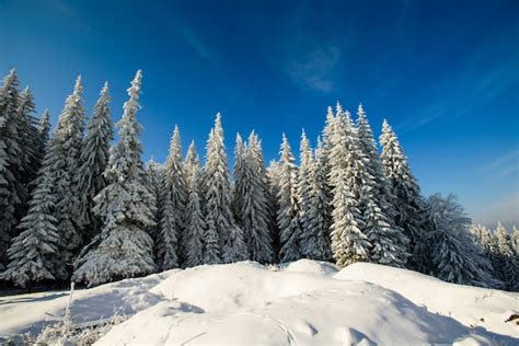 Árvores Cobertas De Neve Nas Montanhas Foto Premium