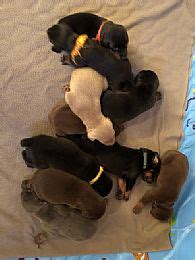 All of these experiences shape the. Doberman Puppies For Sale