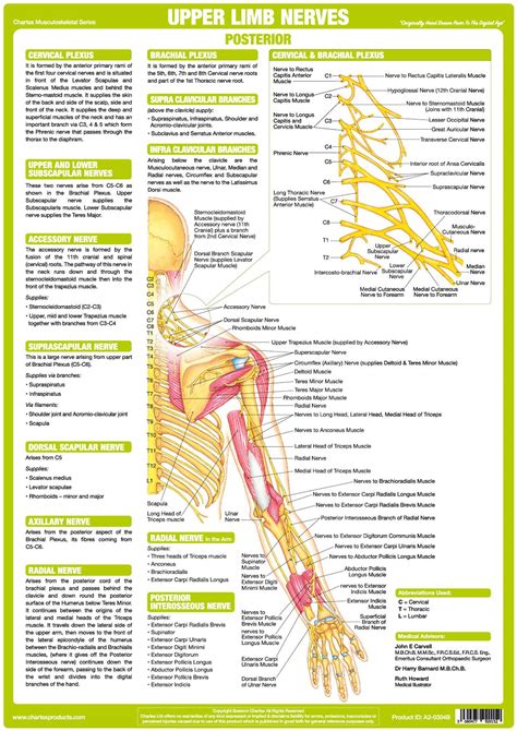 Anatomy Posters Human Body Nervous System Charts Nervous System