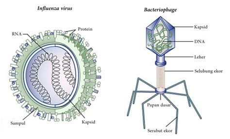 Materi Genetik Dan Kapsid Ditunjukkan Oleh Nomor Struktur Tubuh Virus