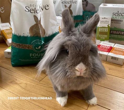 How long do rabbits live? - Supreme Petfoods